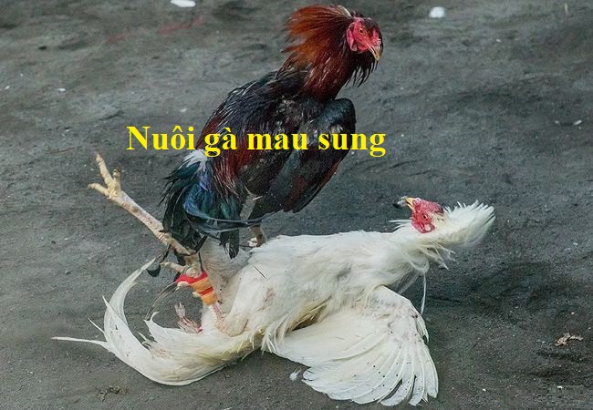 Nuôi gà mau sung