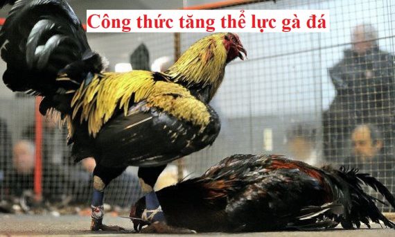 Tăng thể lực gà đá