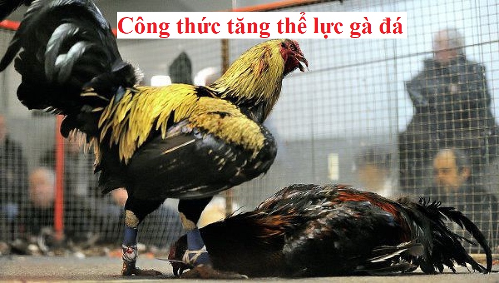 Tăng thể lực gà đá