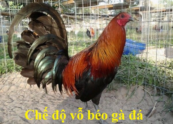 Chế độ vỗ béo