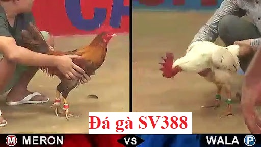 đá gà SV388