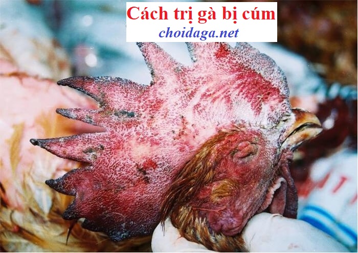 Trị gà bị cúm