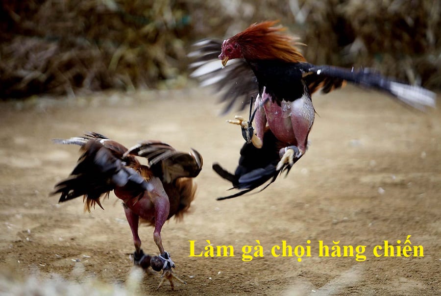 Làm gà chọi hăng