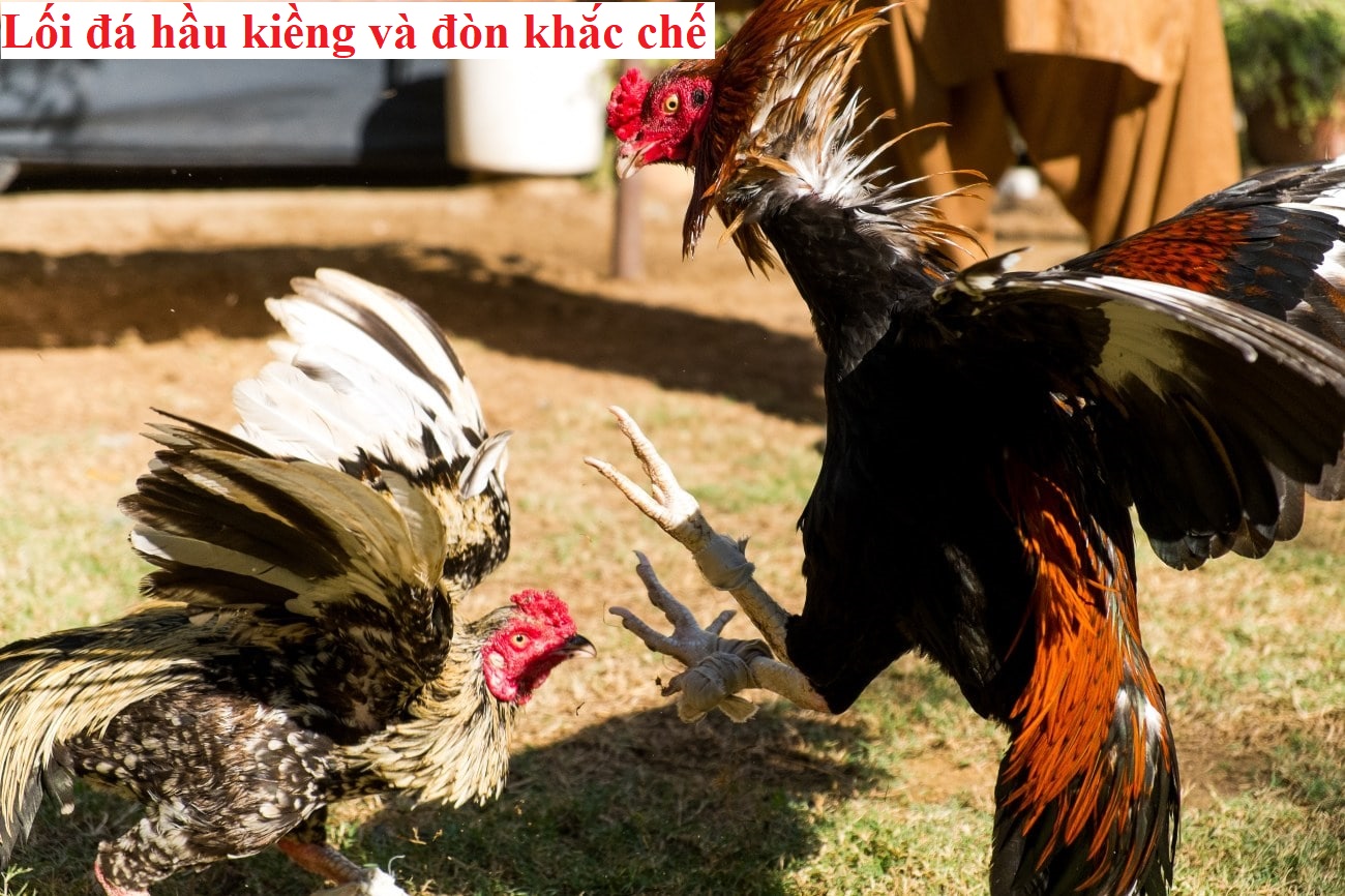 Lối đá hầu kiềng