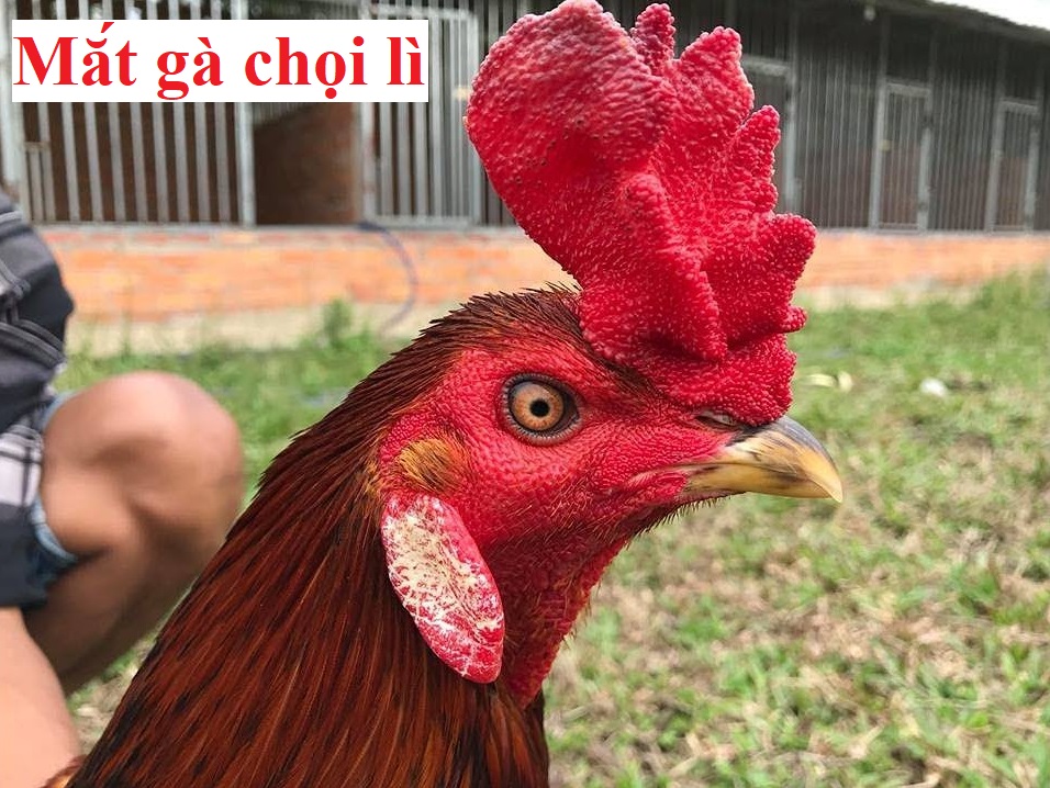 Mắt gà chọi lì