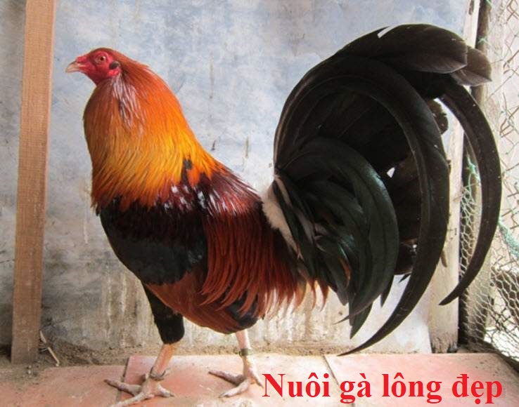 Nuôi gà lông đẹp