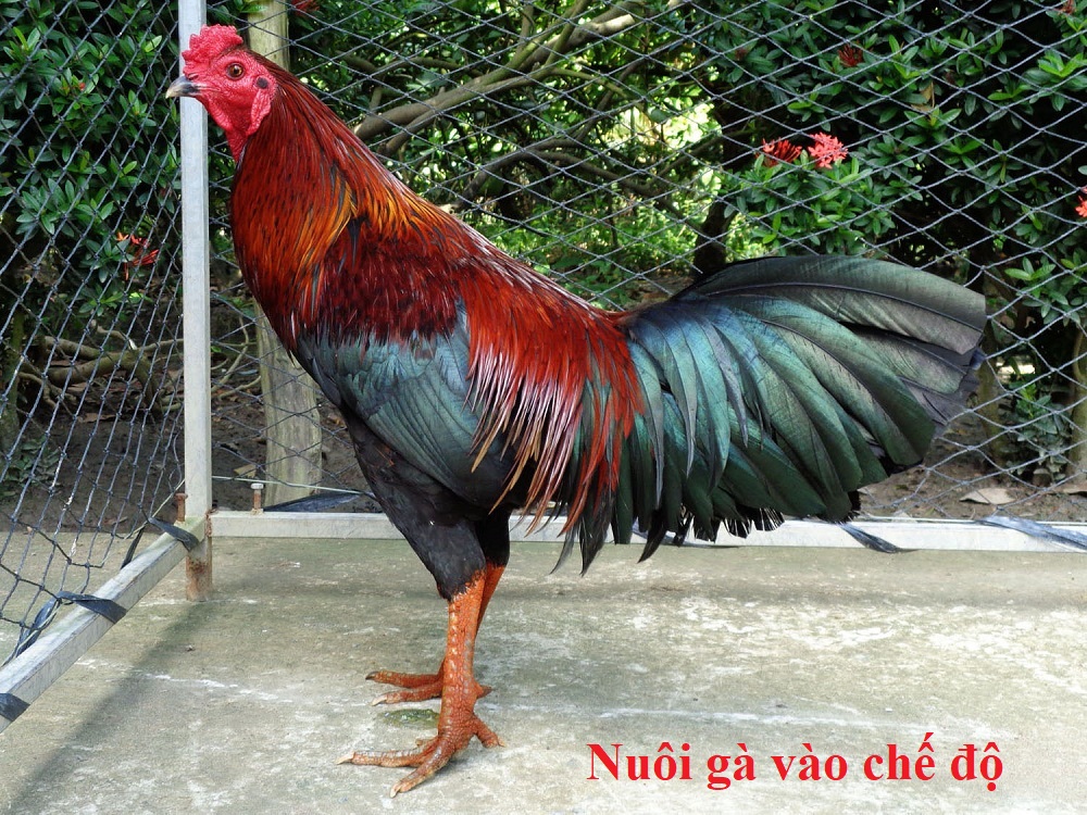 Nuôi gà vào chế độ