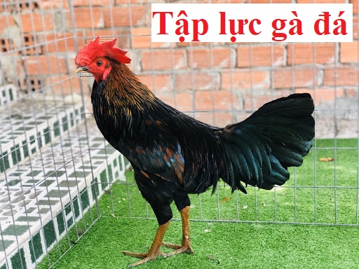 tập lực gà đá