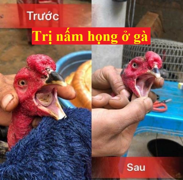 nấm họng ở gà