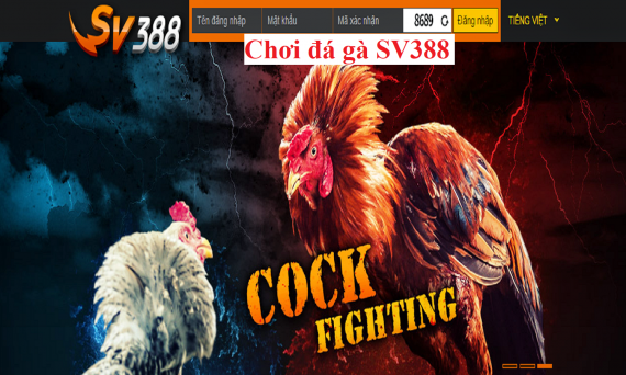 Chơi đá gà SV388