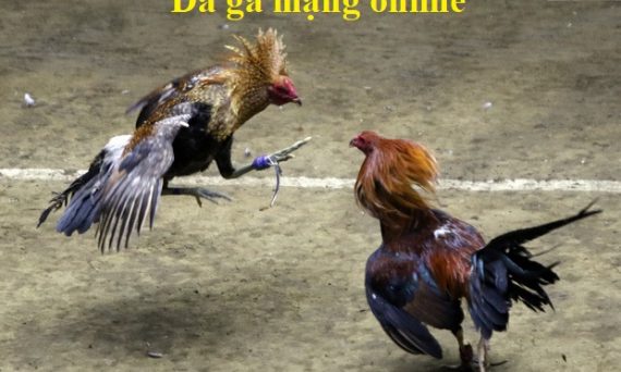 đá gà mạng online