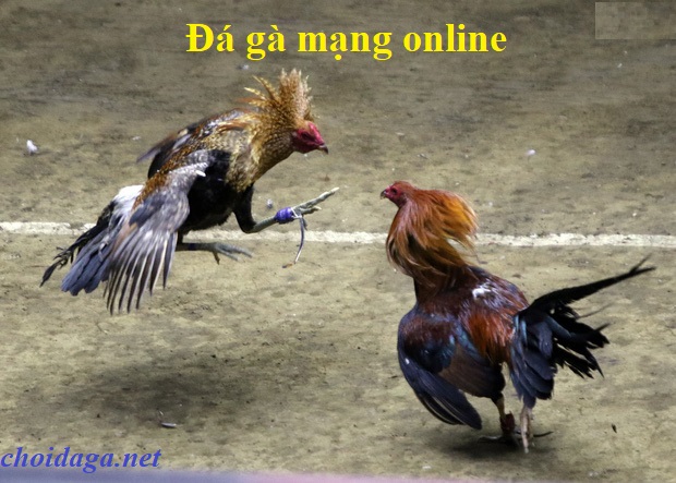 đá gà mạng online