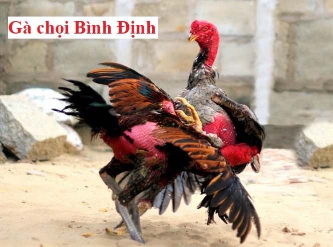 Gà Bình Định