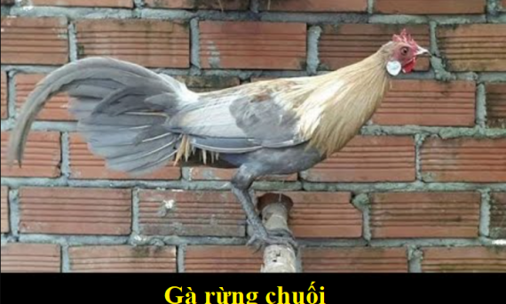 Gà rừng chuối