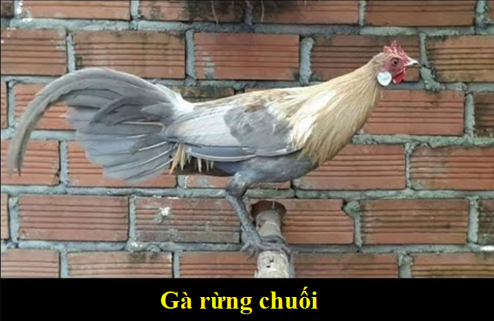 Gà rừng chuối