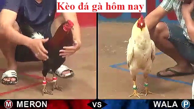 Đá gà trực tiếp