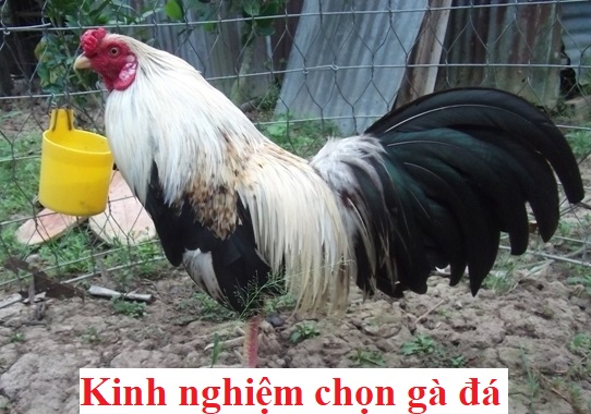 Kinh nghiệm chọn gà