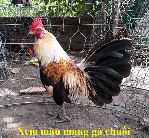 màu mạng gà chuối