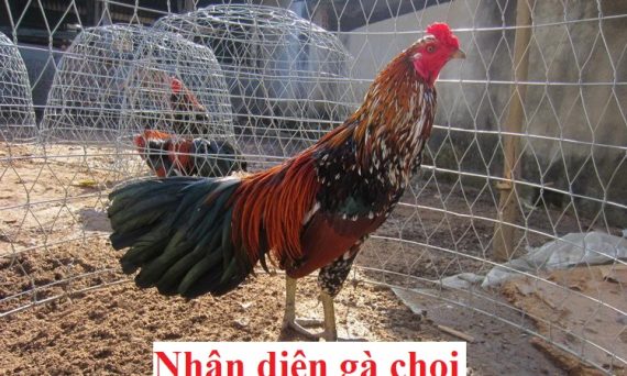 Nhận diện gà chọi