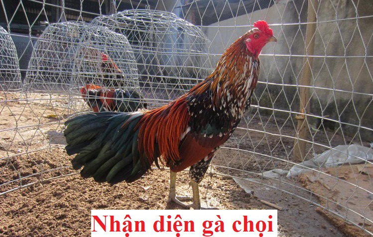 Nhận diện gà chọi