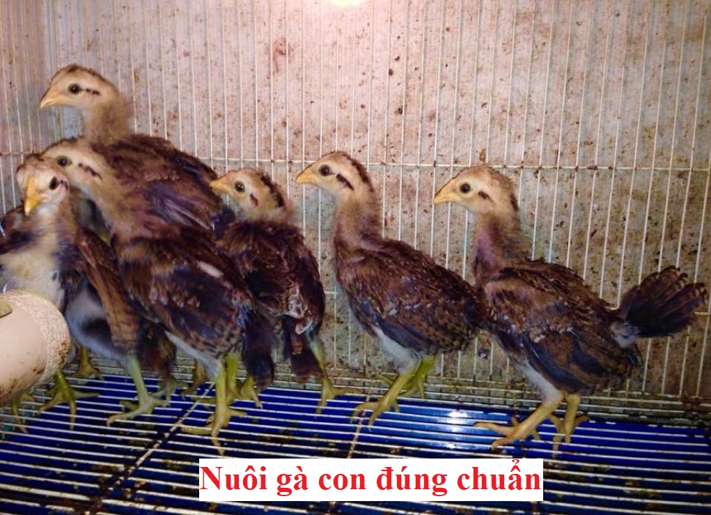 nuôi gà con