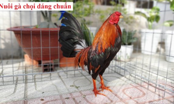 Nuôi gà dáng chuẩn