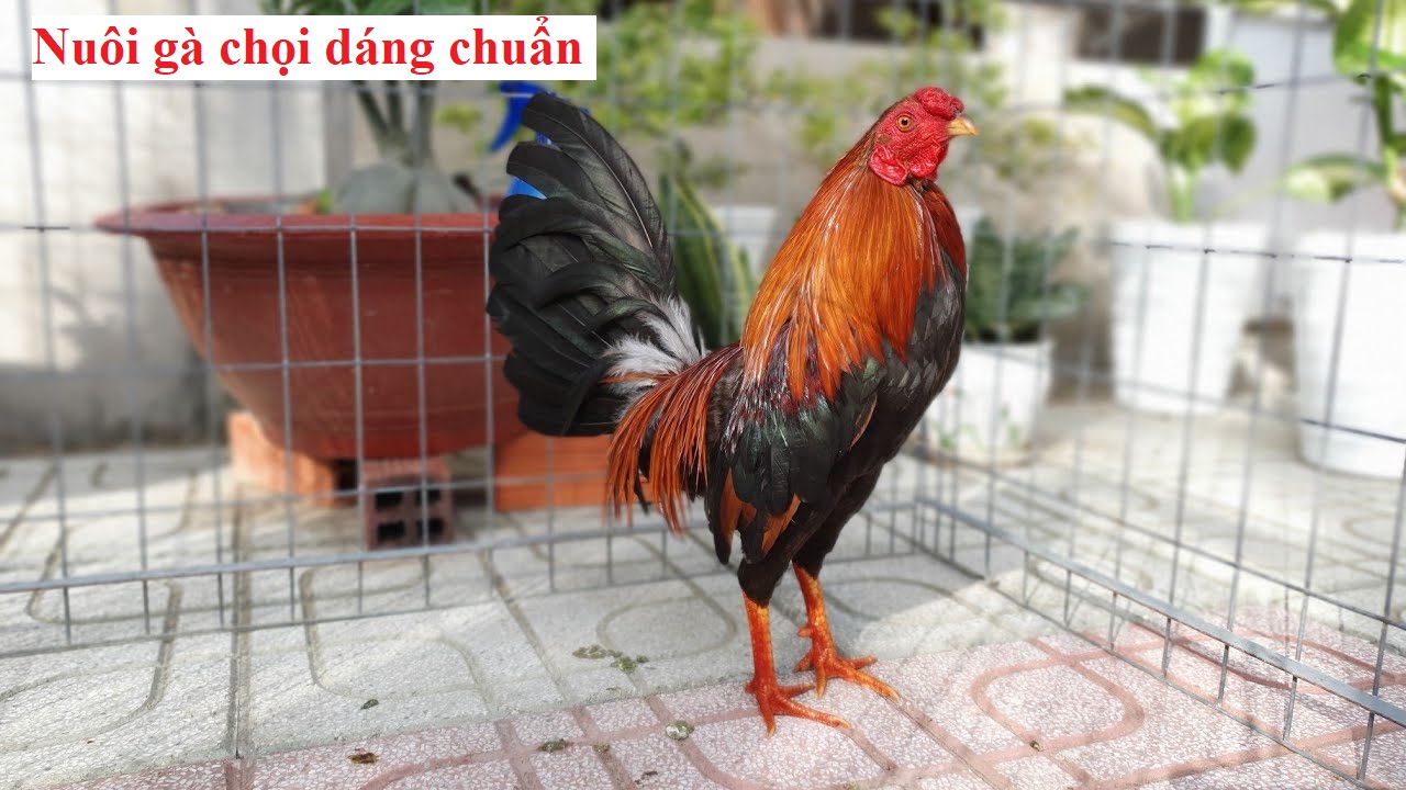 Nuôi gà dáng chuẩn