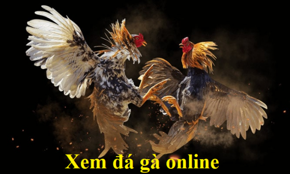 Xem đá gà online