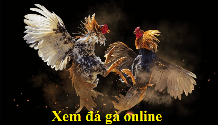 Xem đá gà online