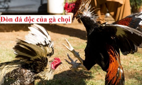 Đòn đá độc của gà