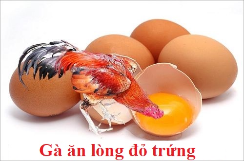 Gà ăn lòng đỏ trứng