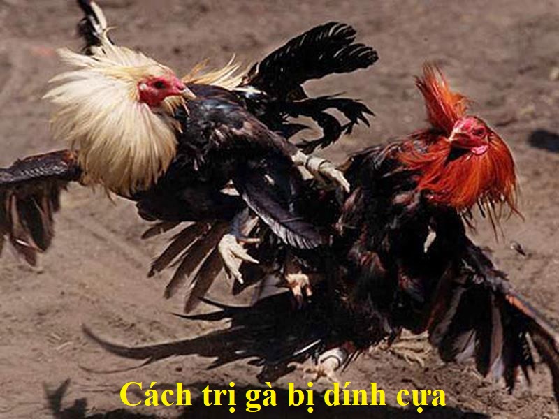 Gà bị dính cựa