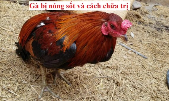 Gà bị nóng sốt