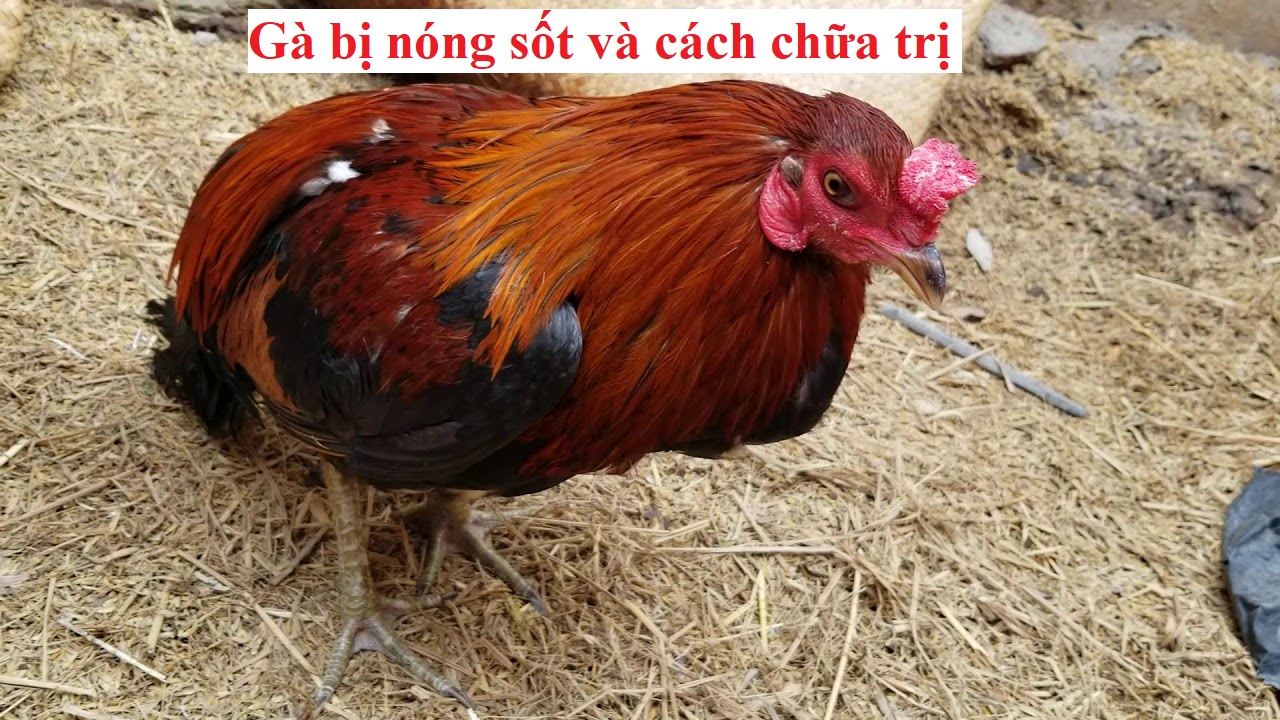 Gà bị nóng sốt