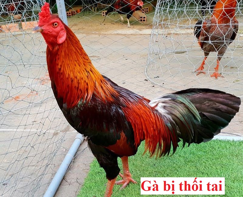 Gà bị thối tai