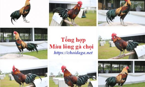 màu lông gà chọi