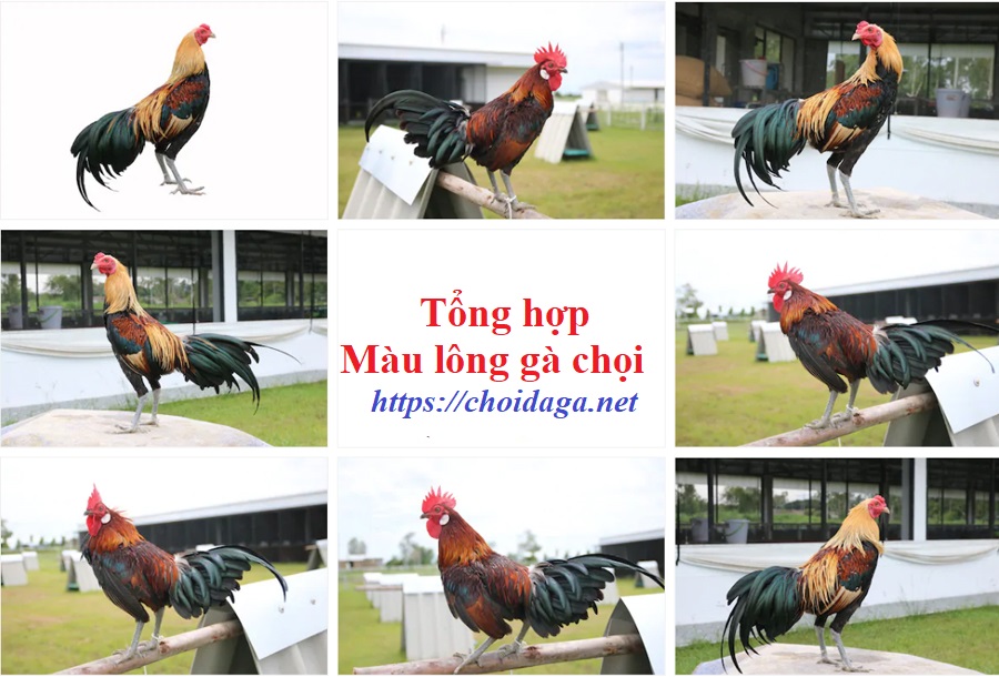 màu lông gà chọi