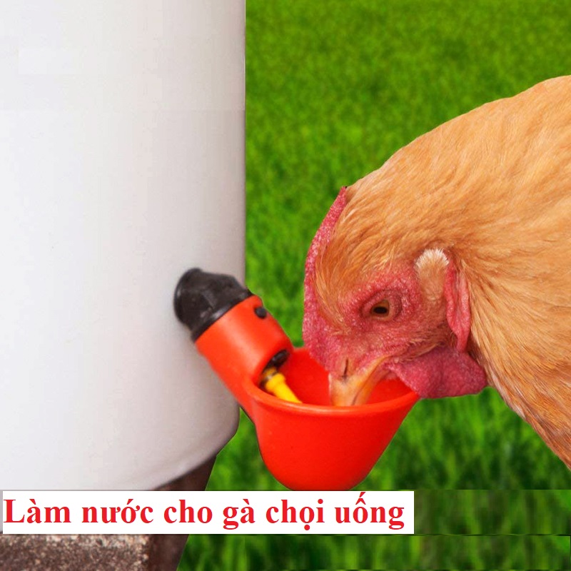 Nước cho gà chọi uống