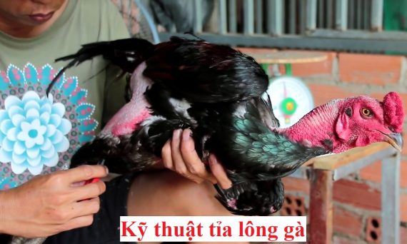 tỉa lông gà