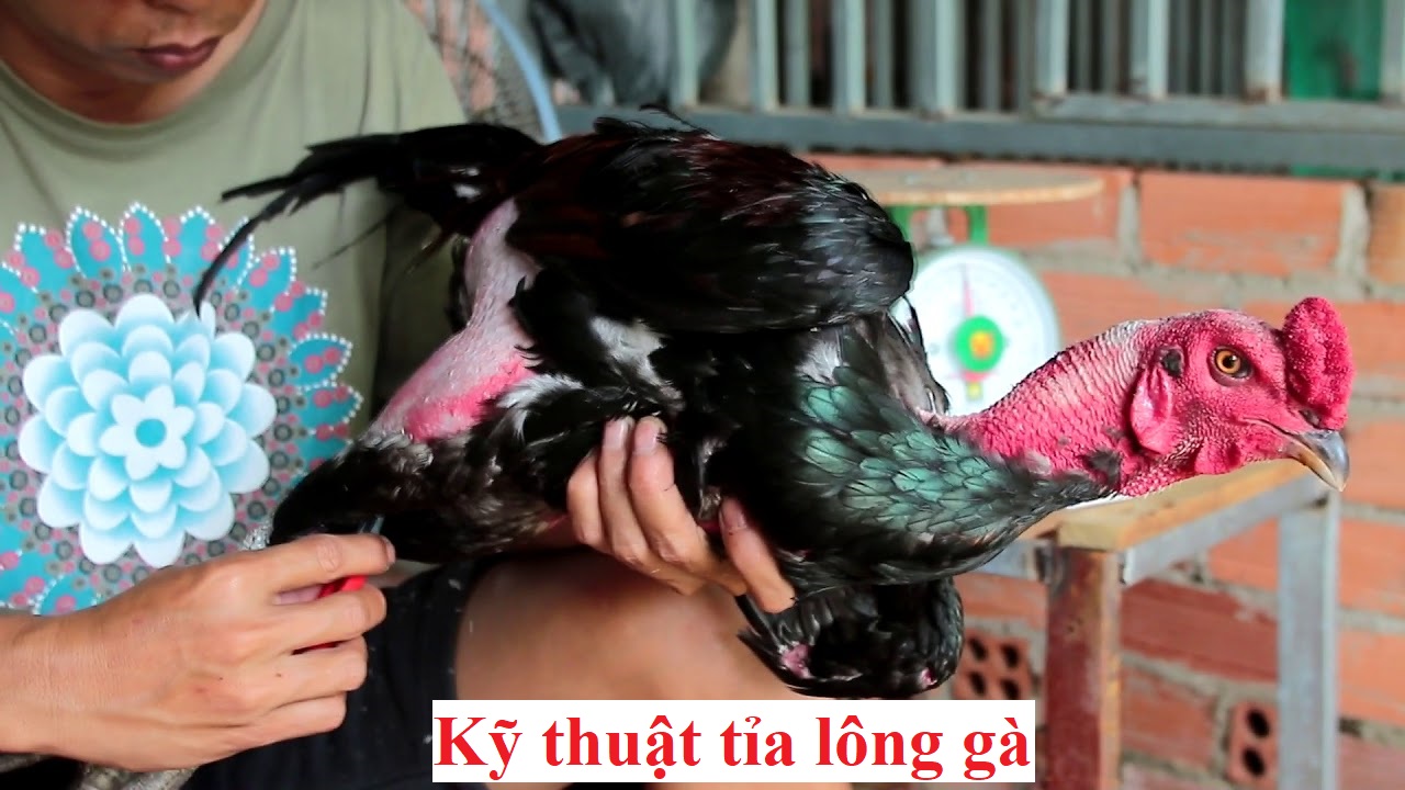 tỉa lông gà 