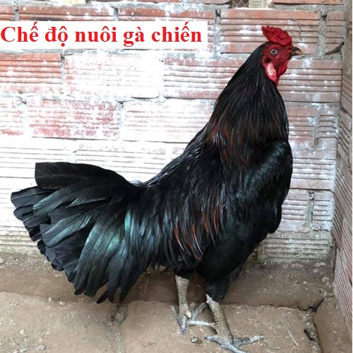 Chế độ nuôi gà chiến