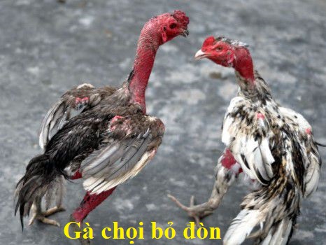 Gà bỏ đòn