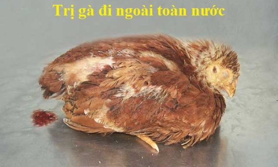 gà đi ngoài toàn nước