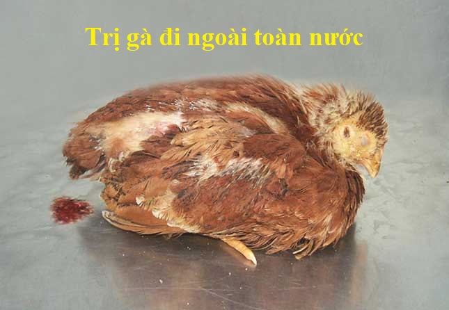 gà đi ngoài toàn nước