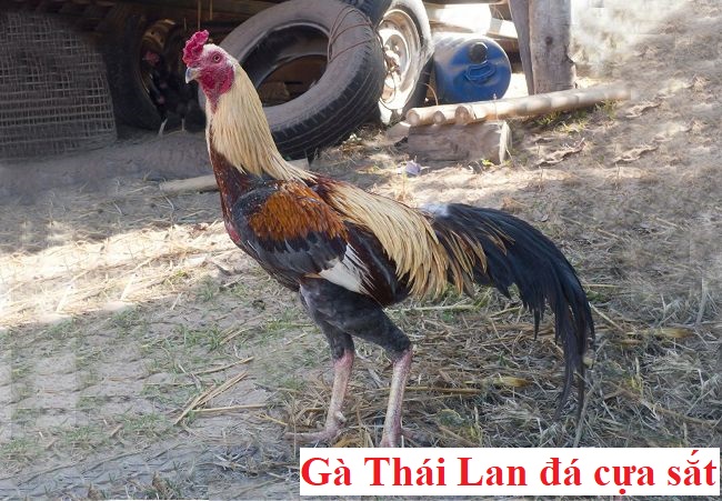 gà thái đá cựa sắt