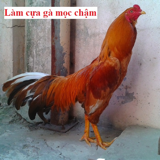 Làm cựa gà mọc chậm