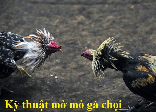 Mở mỏ gà chọi