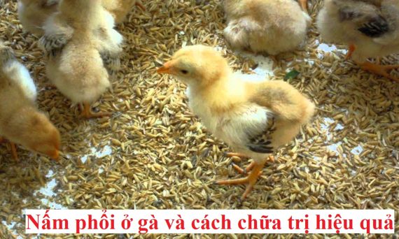 Bệnh nấm phổi trên gà