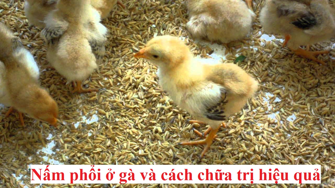 Bệnh nấm phổi trên gà