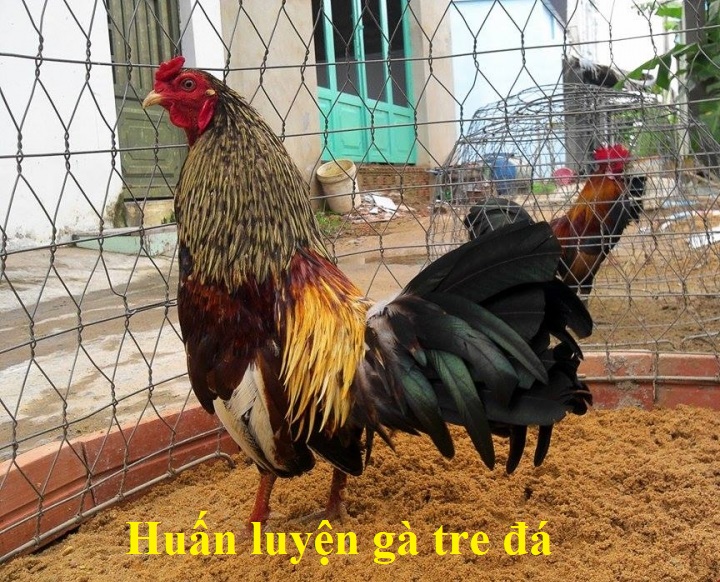 huấn luyện gà tre đá